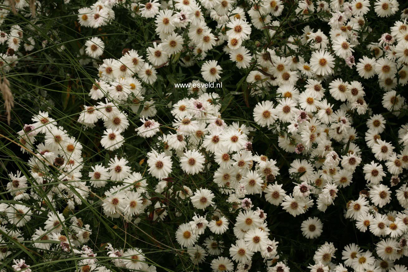 Aster novi-belgii 'White Ladies' (48166)