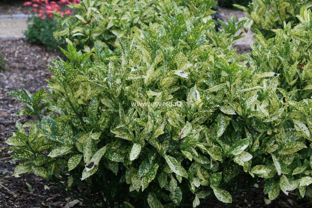 Aucuba japonica 'Golden King' (32094)