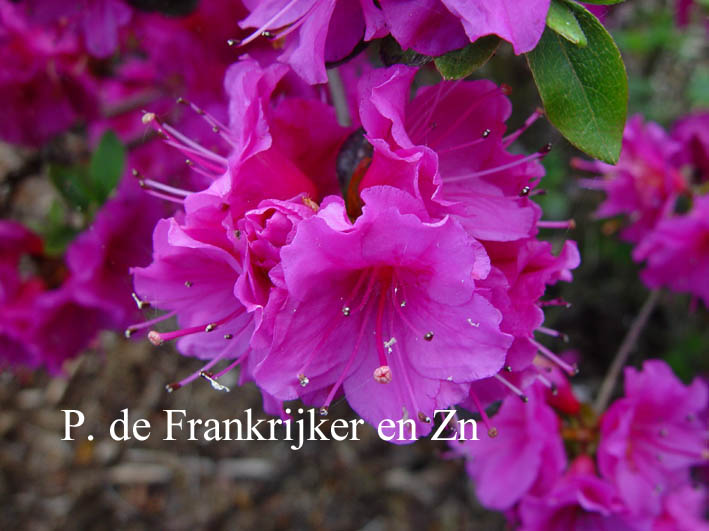 Azalea 'Schauenstein' (69796)