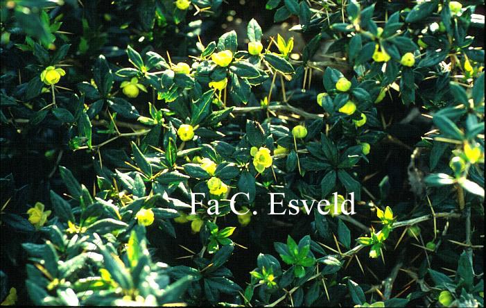 Berberis frikartii 'Amstelveen' (9833)