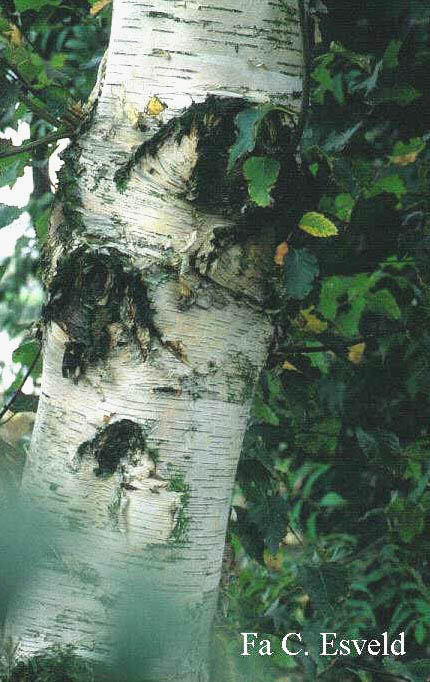 Betula utilis 'Werrington'