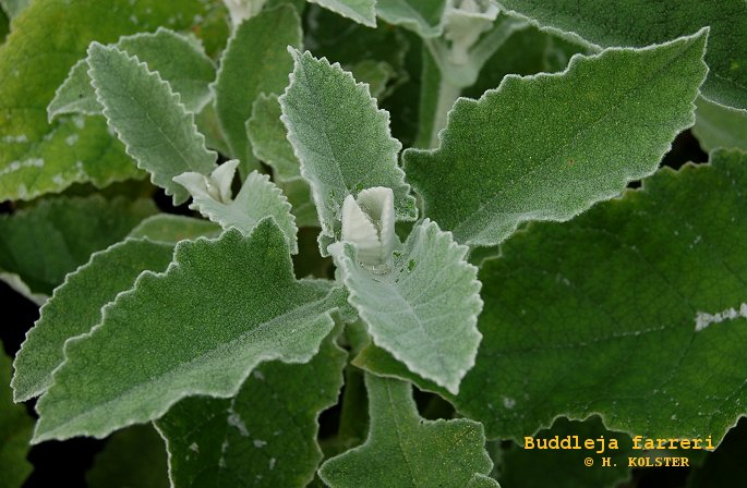Buddleja farreri (79206)