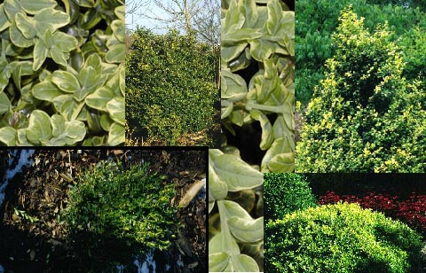 Buxus  Aanbiedingspakket 25 planten (49908)