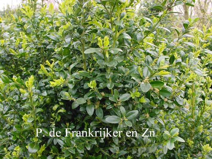Buxus sempervirens 'Nish' (69961)