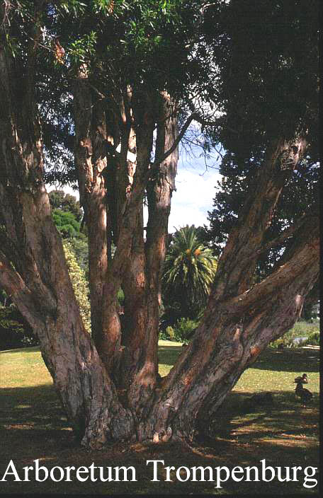 Callistemon salignus (51168)