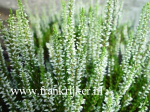 Calluna vulgaris 'Alicia' (GARDEN GIRLS) (69184)