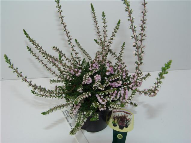 Calluna vulgaris 'Elsie Purnell' (84991)