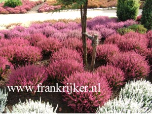 Calluna vulgaris 'Marlies' (69190)