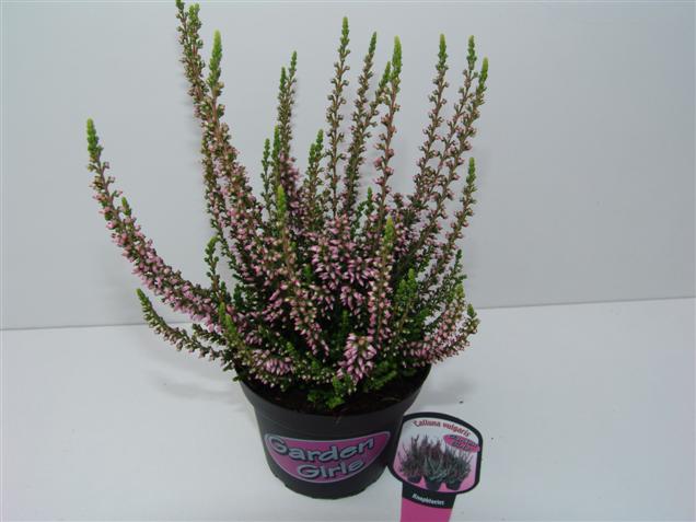 Calluna vulgaris 'Pink Alicia' (GARDEN GIRLS) (84989)
