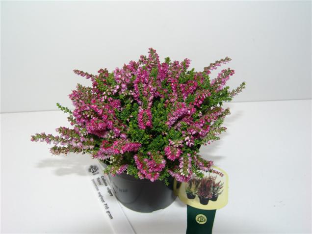 Calluna vulgaris 'Roma' (84990)