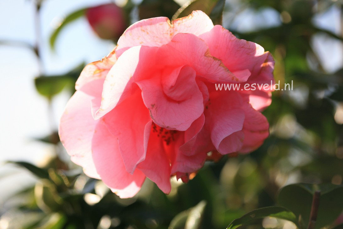 Camellia 'Spring Frill' (20300)