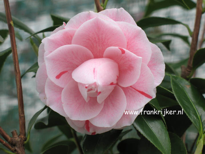 Camellia japonica 'Bonomiana' (47067)