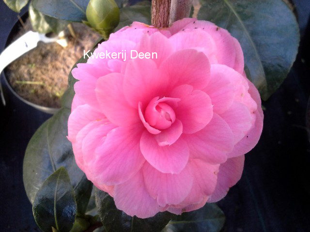 Camellia japonica 'Italiana' (86006)