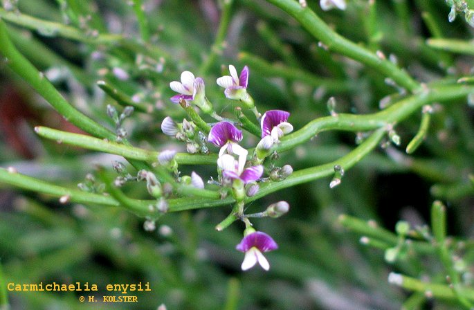 Carmichaelia enysii (79211)