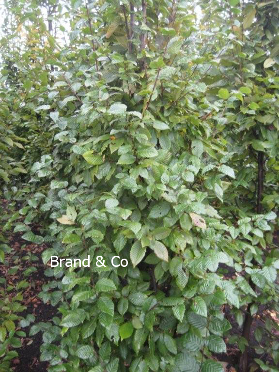 Carpinus betulus 'Lucas' (81637)