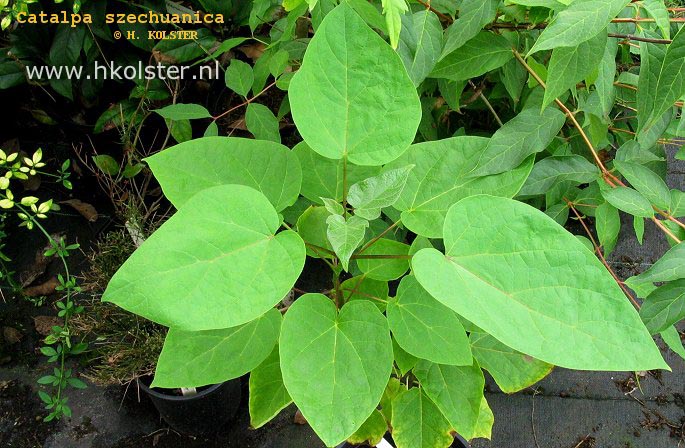 Catalpa szechuanica (88816)