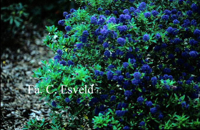 Ceanothus 'Cynthia Postan' (14588)