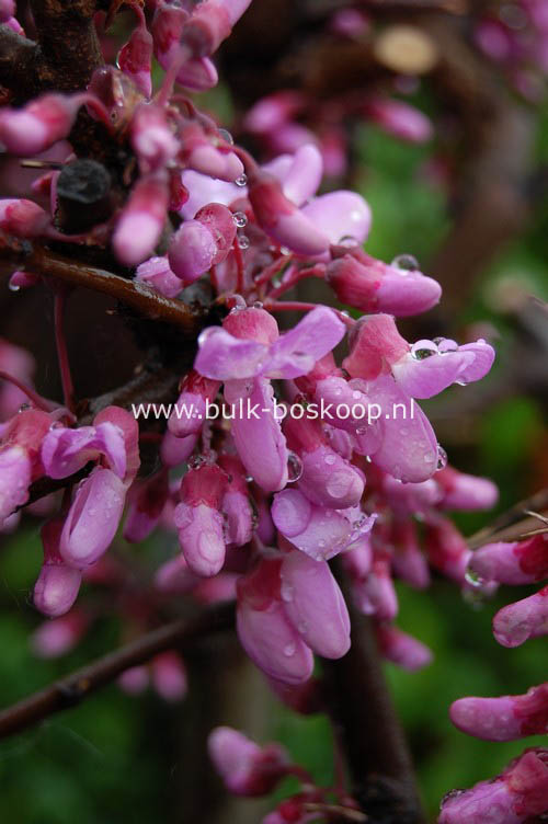 Cercis siliquastrum 'Afghanistan' (88250)