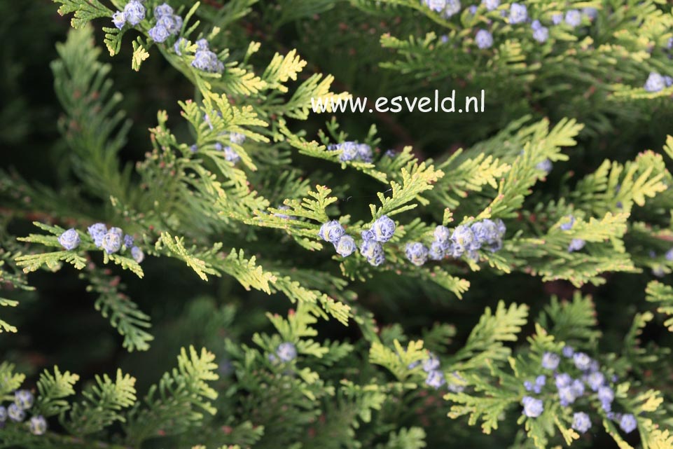 Chamaecyparis lawsoniana 'Ellwood's Empire' (23413)