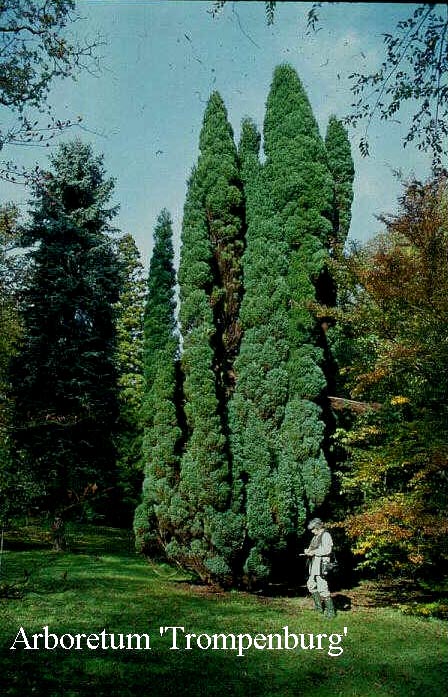 Chamaecyparis lawsoniana 'Fletcheri' (50070)