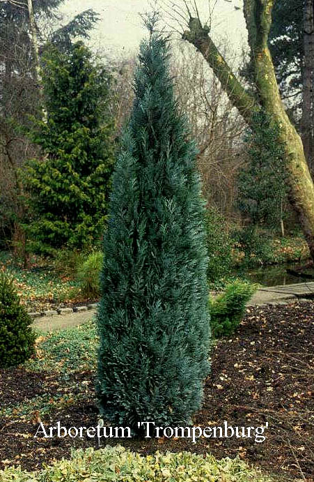 Chamaecyparis lawsoniana 'Pelt's Blue' (50090)