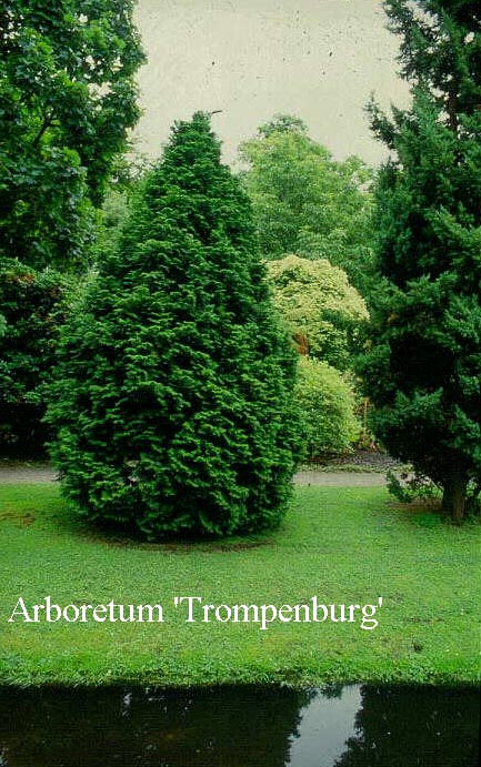 Chamaecyparis obtusa 'Loenik' (50175)