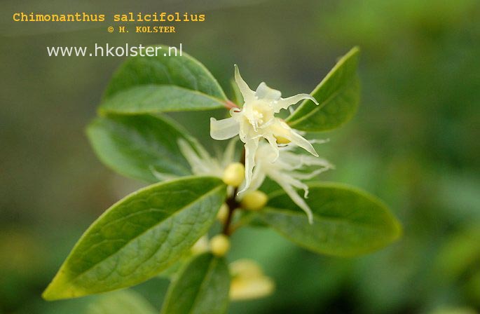 Chimonanthus salicifolia (88815)