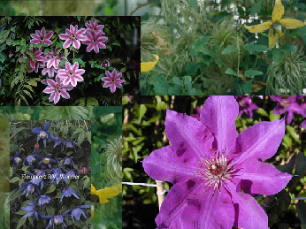 Clematis  Aanbiedingspakket 6 planten (49912)