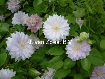 Clematis 'Belle of Woking' (88992)