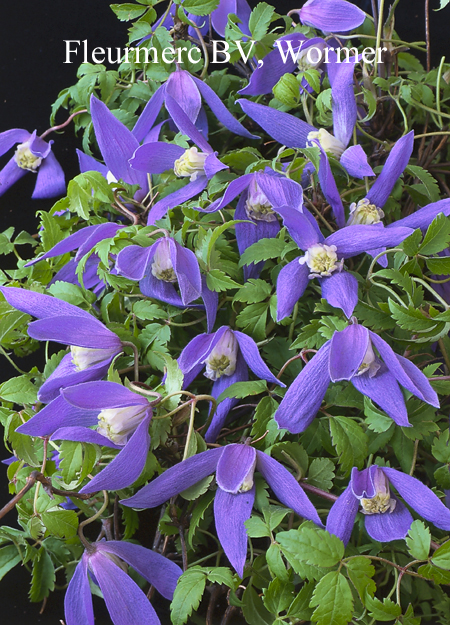 Clematis 'Blue Dancer' (77157)