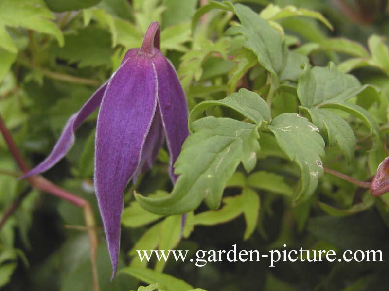 Clematis 'Cyanea' (66749)