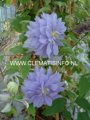 Clematis 'Denny's Double' (88901)