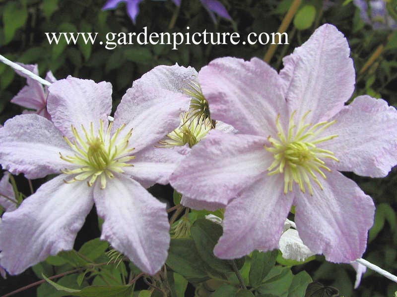 Clematis 'Entel' (65095)