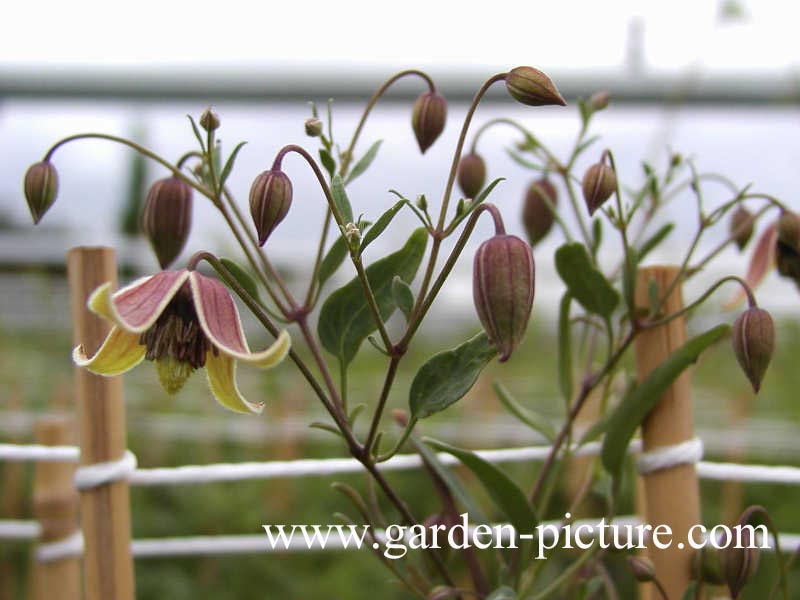 Clematis 'Harry Smith' (66811)