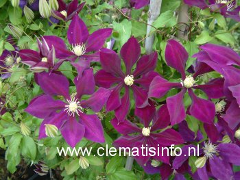 Clematis 'Hayate' (88892)