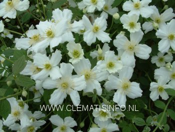 Clematis 'Prosperity' (88868)