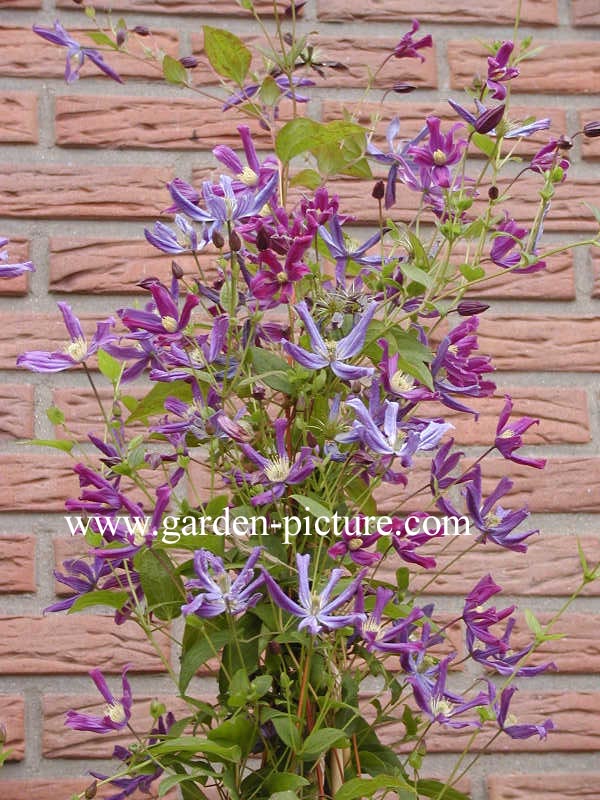 Clematis 'Queen of Holland' (66907)