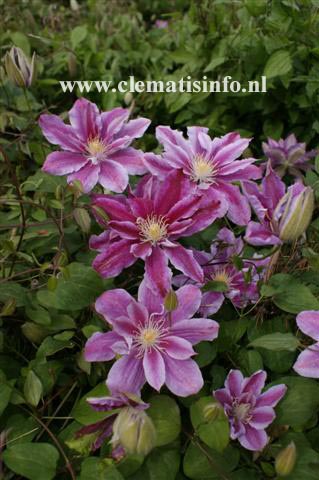 Clematis 'Ragamuffin' (89882)