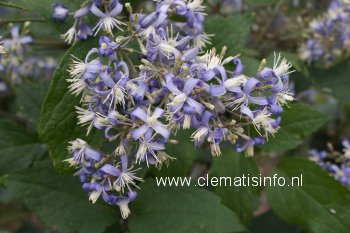 Clematis 'Stanislaus' (I AM STANISLAUS) (88889)