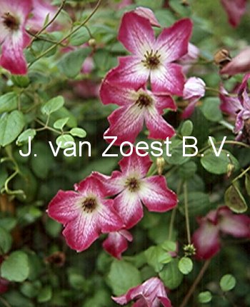 Clematis 'Tango' (88854)