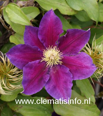 Clematis 'Varenne' (88851)