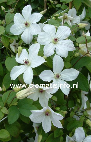 Clematis 'Zofofri' (FOREVER FRIENDS) (88895)