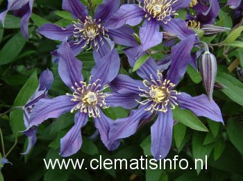 Clematis 'Zomisri' (MISSISSIPPI RIVER) (88878)