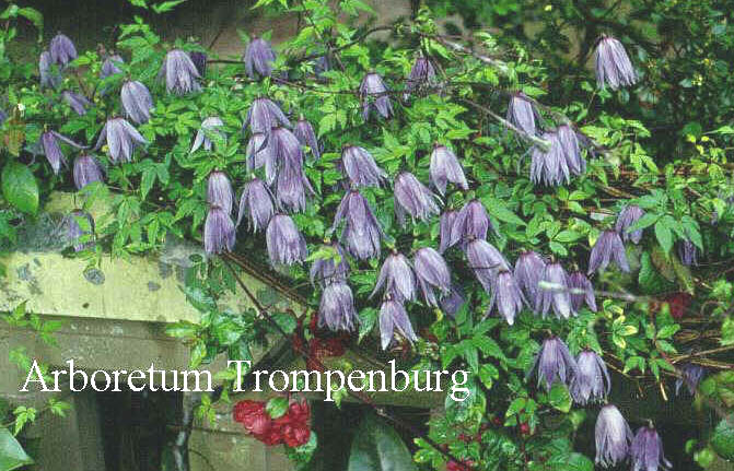 Clematis macropetala (50919)