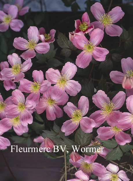 Clematis montana 'Tetrarose' (77082)