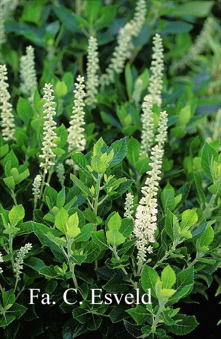 Clethra alnifolia 'Sixteen Candles' (16536)