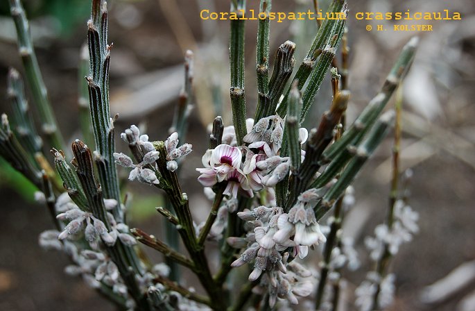 Corallospartium crassicaule (84813)