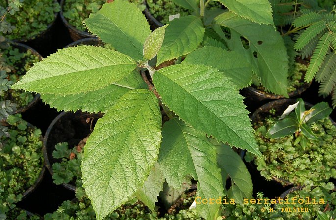 Cordia serratifolia (84812)