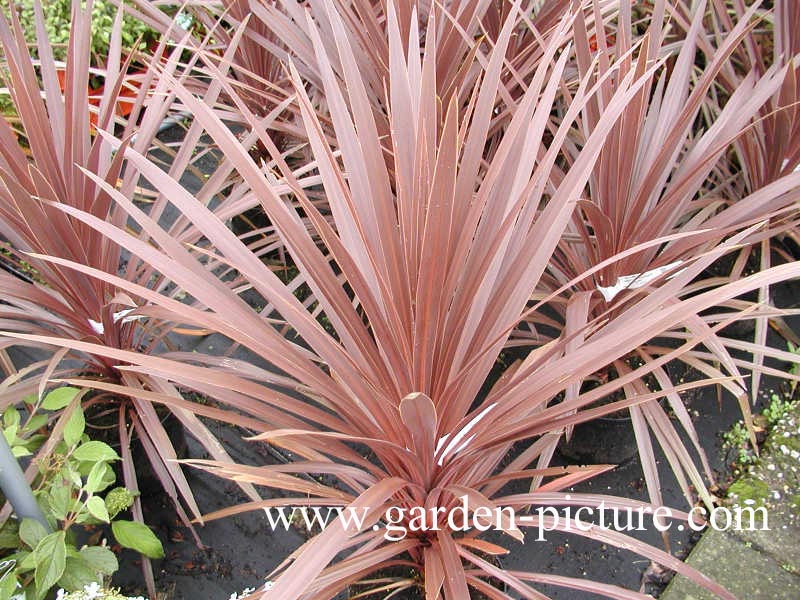 Cordyline australis 'Red Star' (67009)
