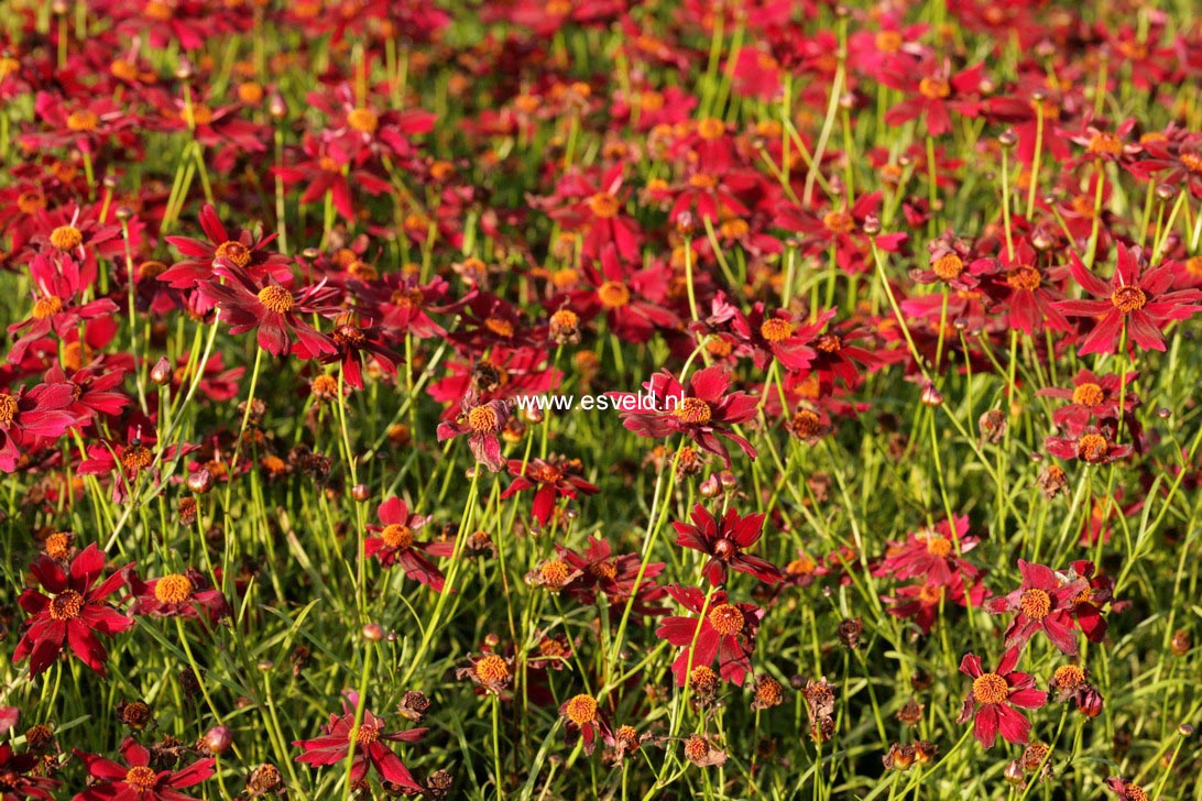 Coreopsis 'Limerock Ruby' (48447)